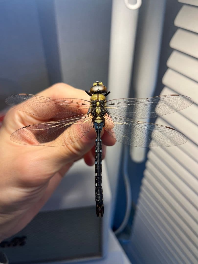 クロスジギンヤンマ 昆虫標本 オニヤンマ トンボ 虫除け ストラップ おにやんま