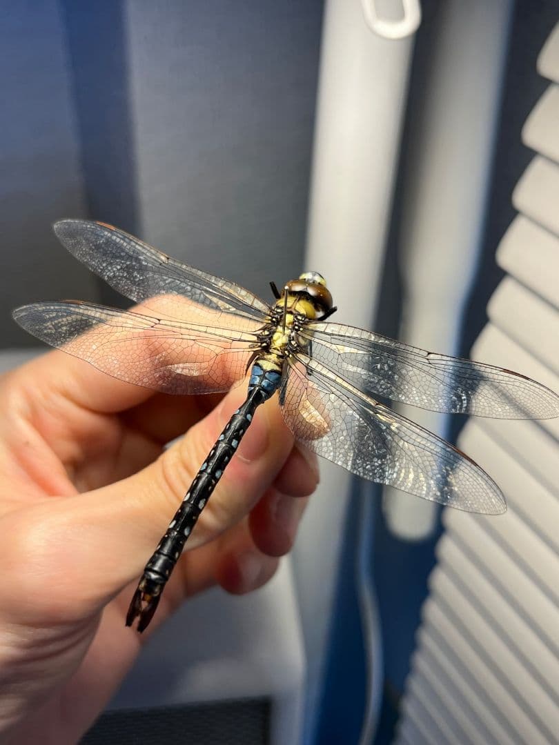 クロスジギンヤンマ 昆虫標本 オニヤンマ トンボ 虫除け ストラップ おにやんま