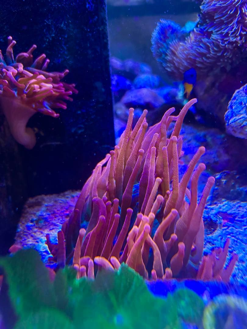 ライブロック約13×10cm 特大イソギンチャク付き