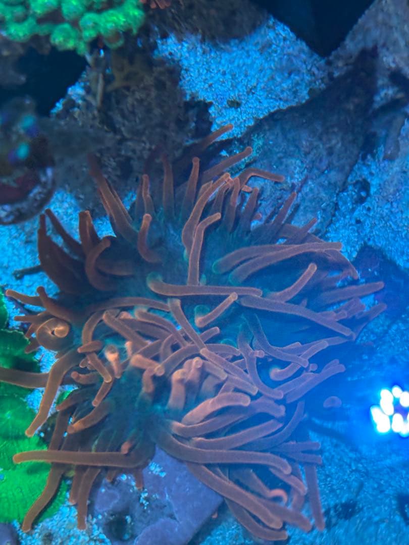 ライブロック約13×10cm 特大イソギンチャク付き