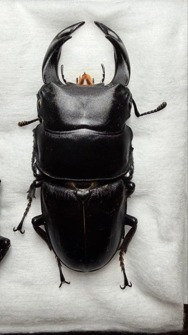 対馬産オオクワガタ♂材割採集品