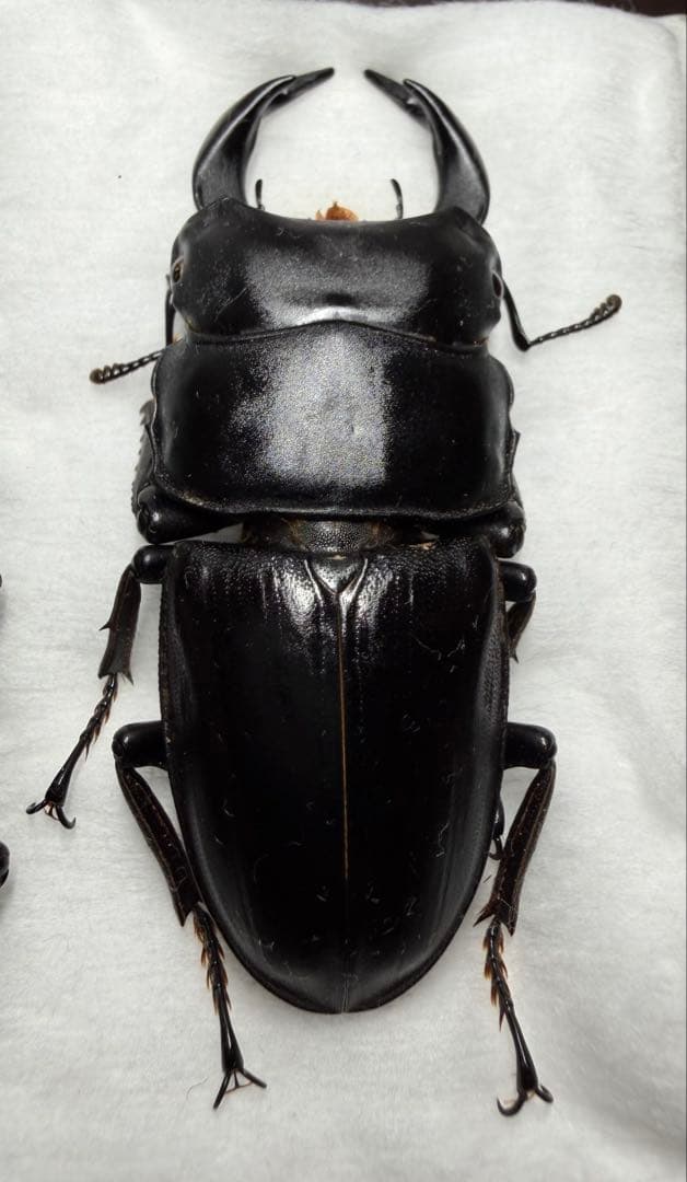 対馬産オオクワガタ♂材割採集品