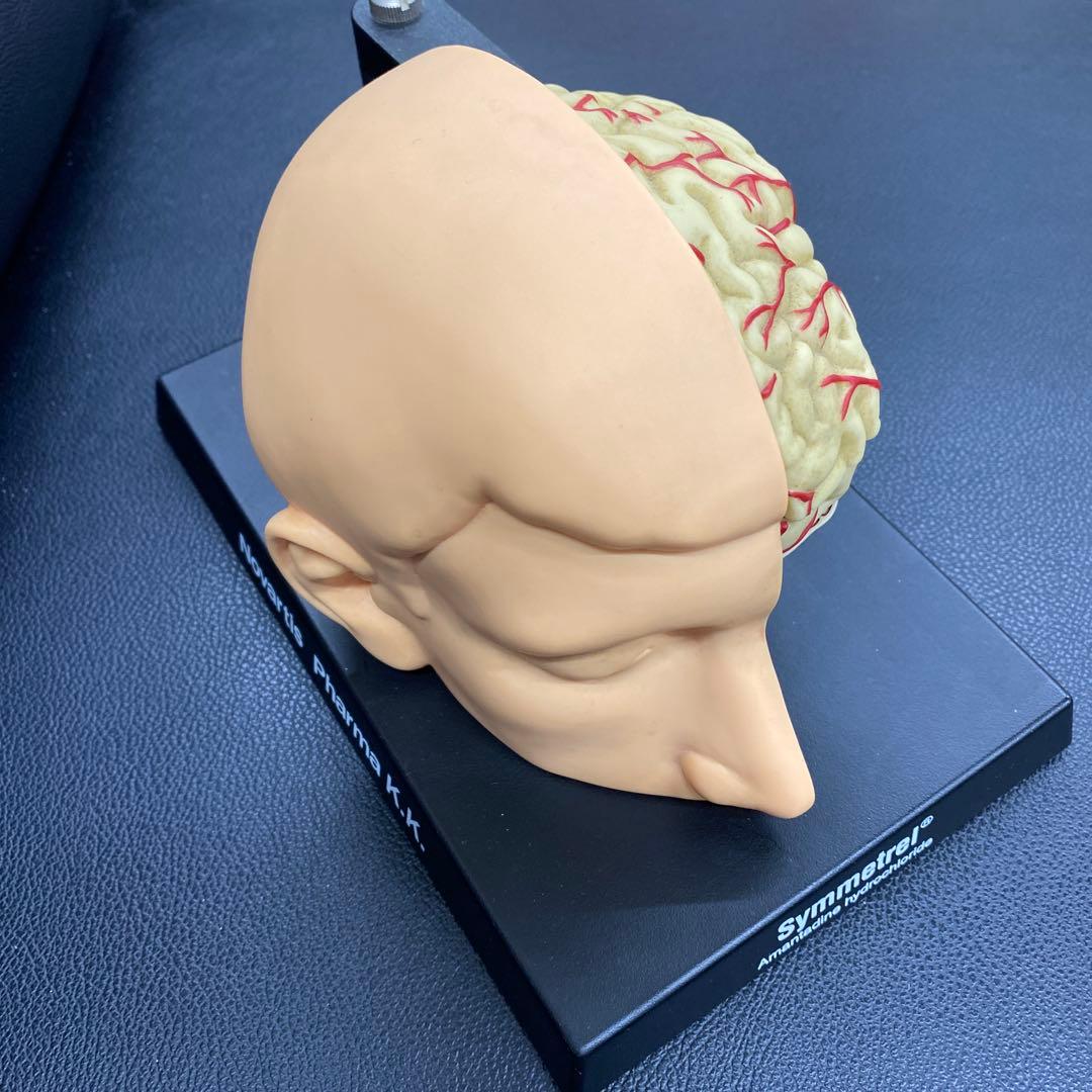 脳模型 約14cm x 20cm x14cm