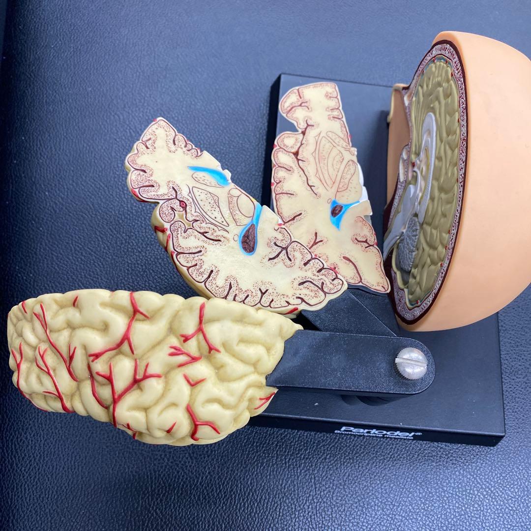 脳模型 約14cm x 20cm x14cm