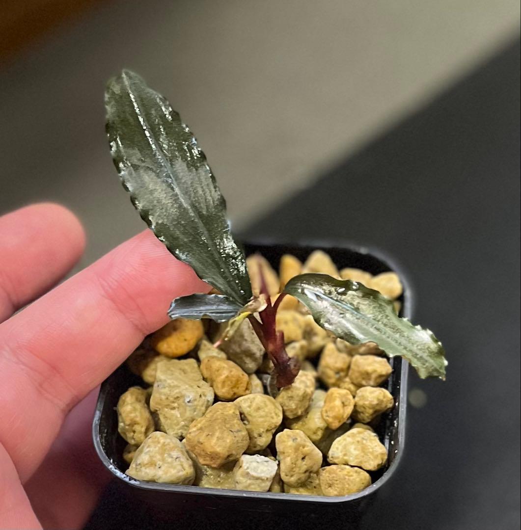 Bucephalandra sp. \"Tricolor Red\" ＋子株おまけ