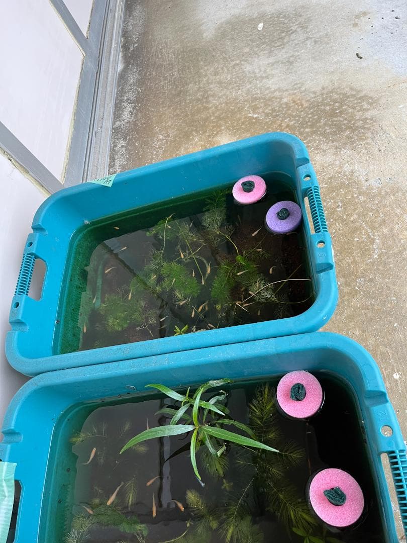 産卵床56個×５セット　280個まとめ売りロング　☆ジャンボ大福出品☆