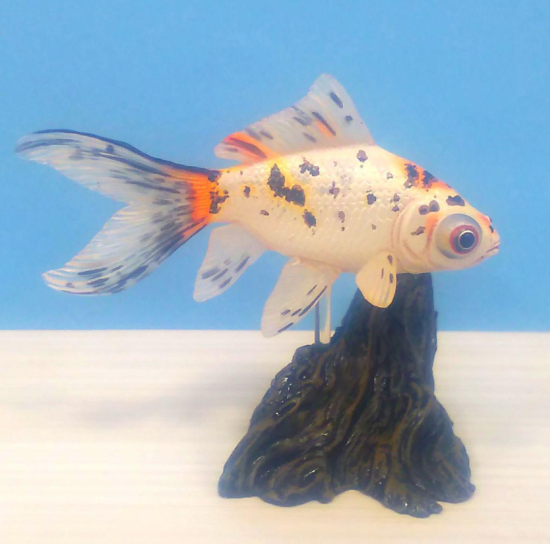 ヤナギデメキン 原色鑑賞魚図鑑 シークレット