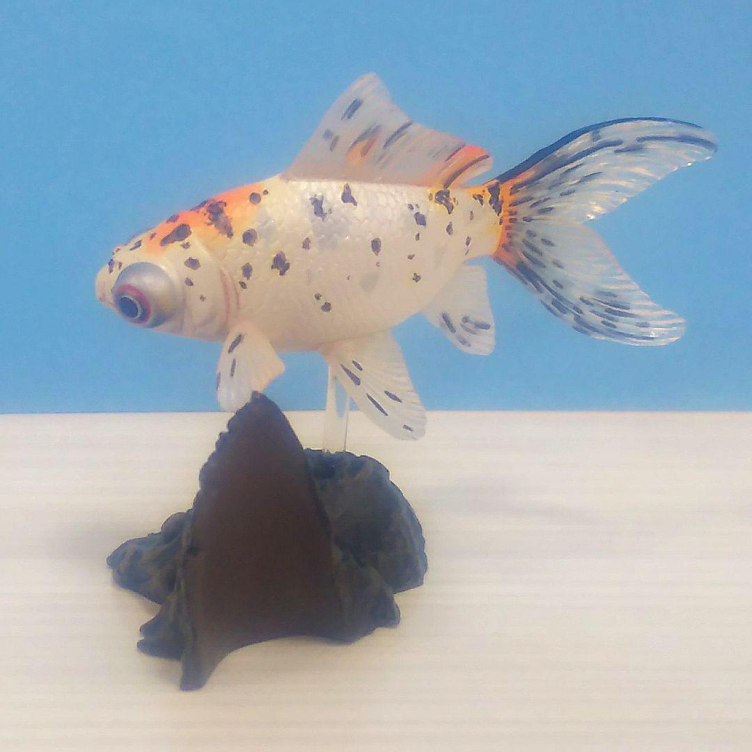 ヤナギデメキン 原色鑑賞魚図鑑 シークレット