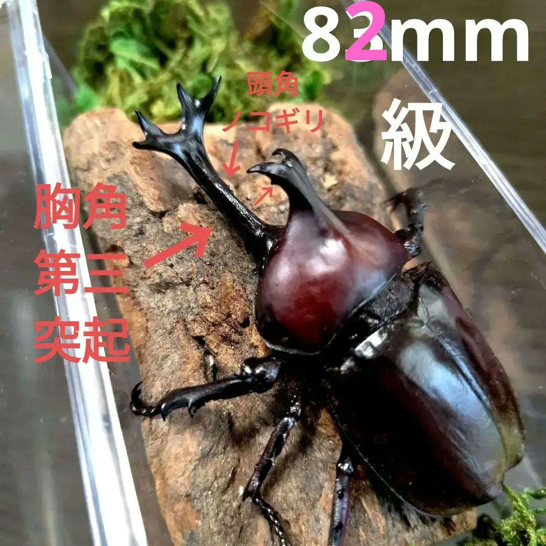 希少角ノコギリ突起角82mm頭角19.8mm胸角6.2mmぐらい赤カブトムシ標本