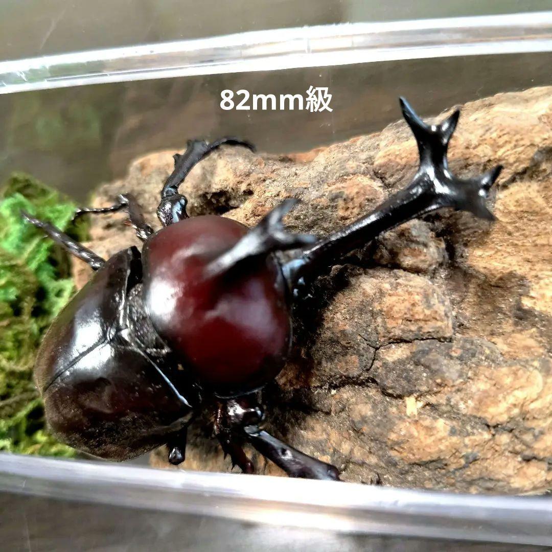 希少角ノコギリ突起角82mm頭角19.8mm胸角6.2mmぐらい赤カブトムシ標本