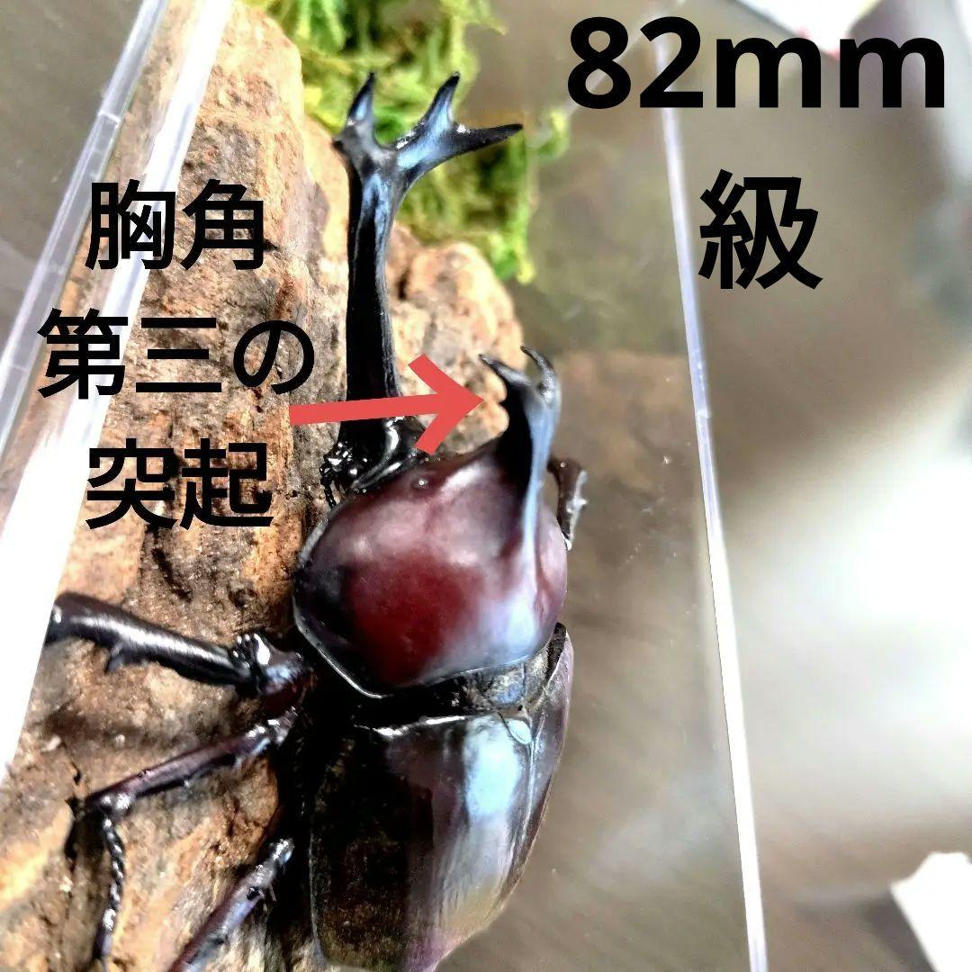 希少角ノコギリ突起角82mm頭角19.8mm胸角6.2mmぐらい赤カブトムシ標本