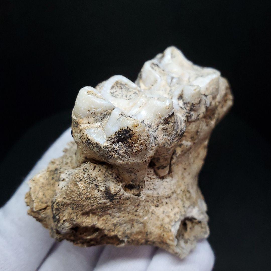 博物館級 キプロスドワーフカバ 化石 歯 本物 キプロス共和国 fr54