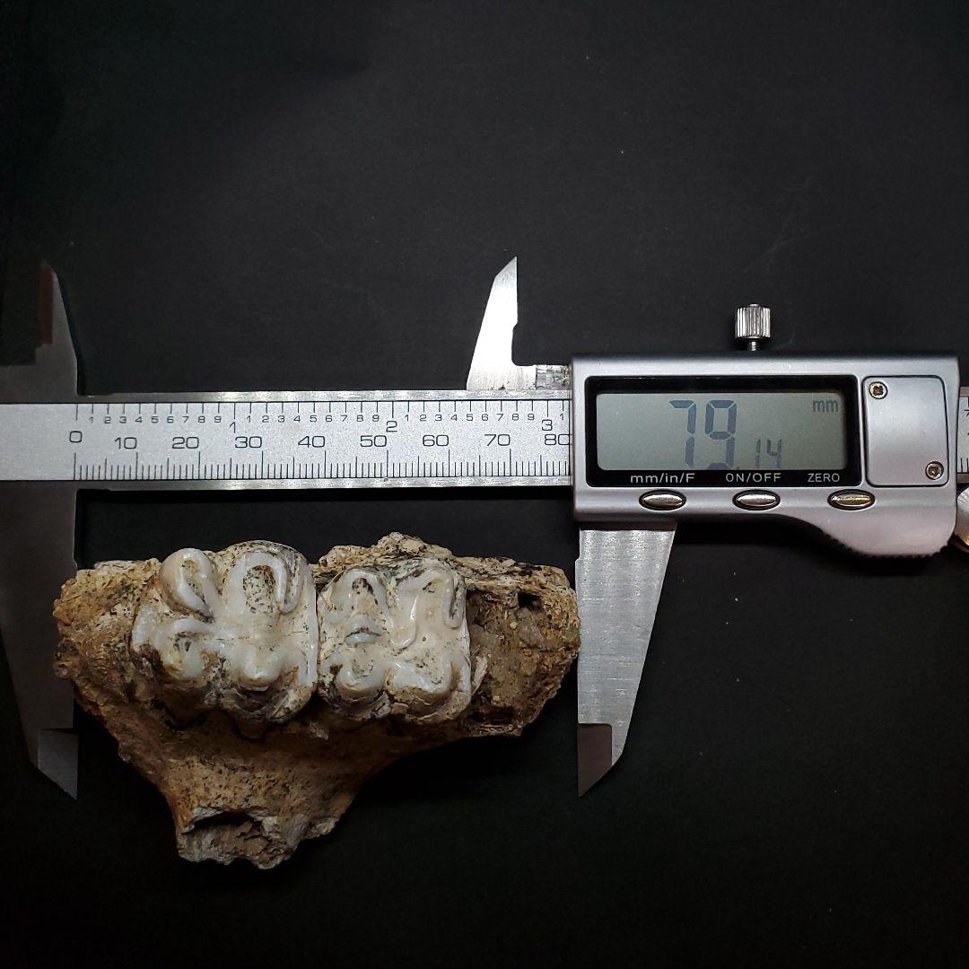 博物館級 キプロスドワーフカバ 化石 歯 本物 キプロス共和国 fr54