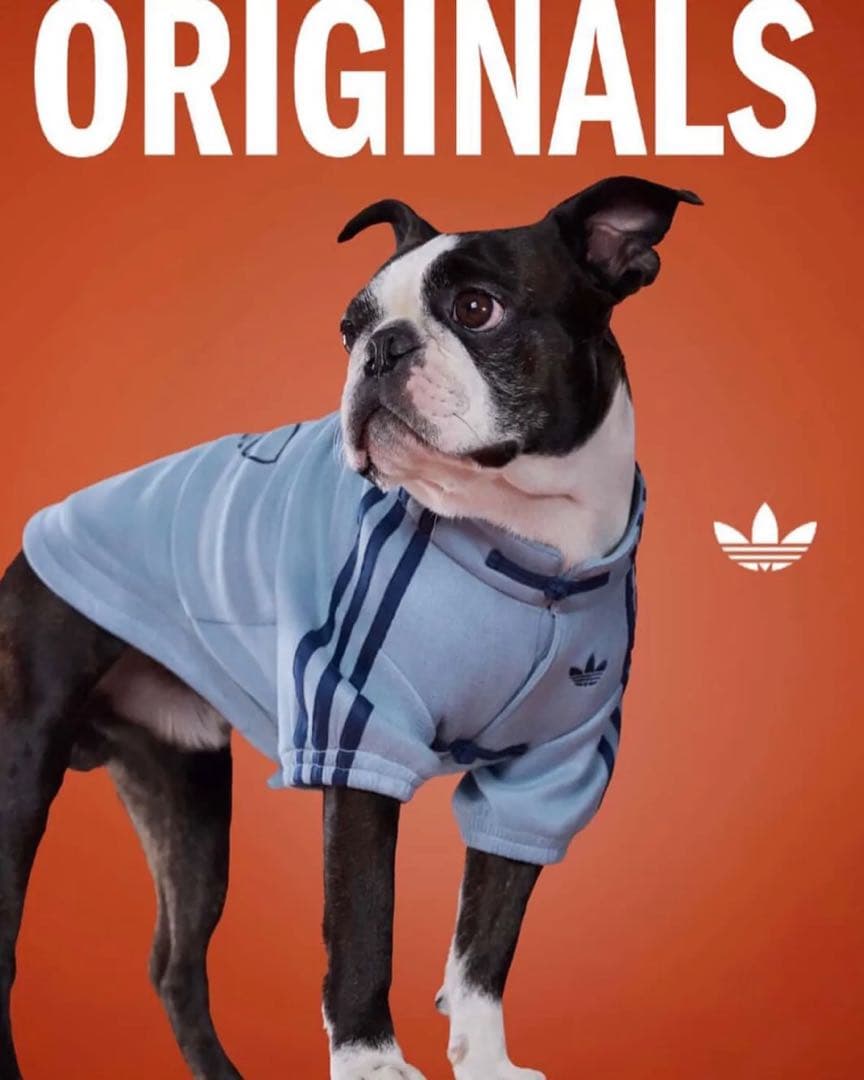犬服・アクセサリー adidas originals Chinese New Year 2026