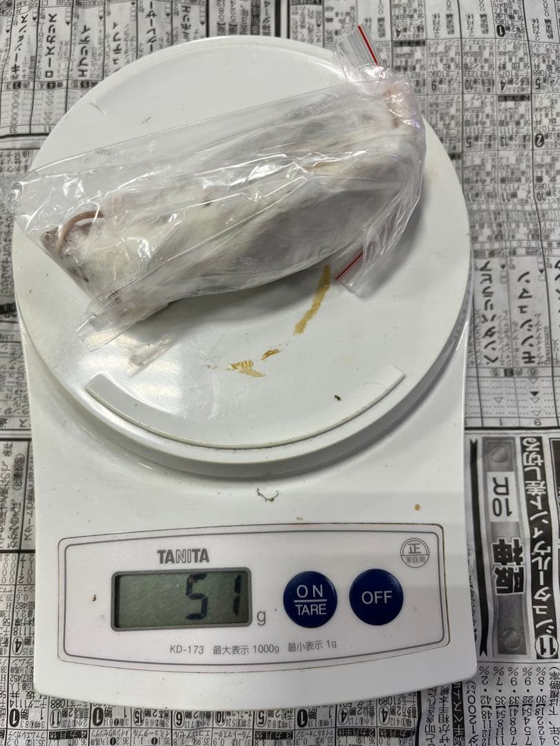 冷凍マウス　リタイア