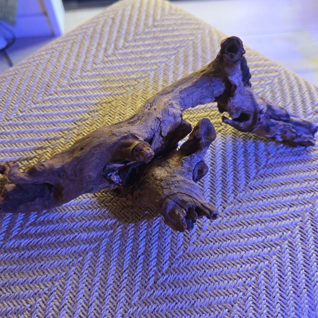 抹茶ラテエキゾテラ3030グラステラリウムメッシュフタ保温球付きほぼ