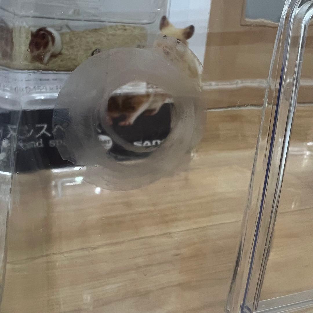 ルーミィ60グランスペース クリアー セット　ハムスター ケージ