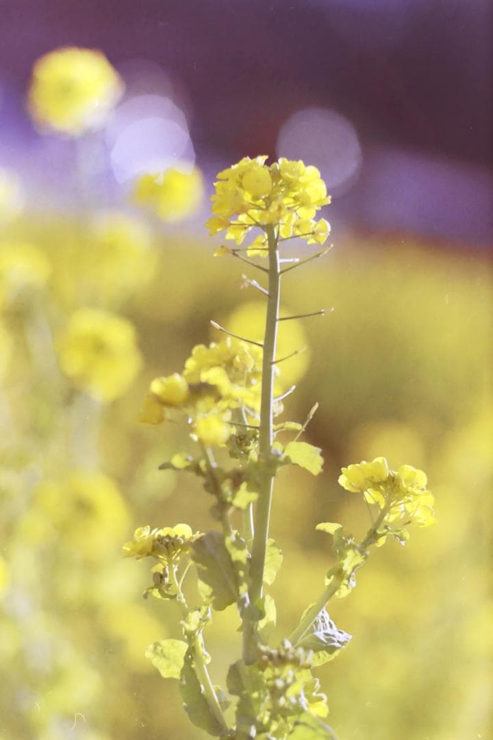 ファインダーレスM4！Leica MDa オールドカメラ フィルムカメラ