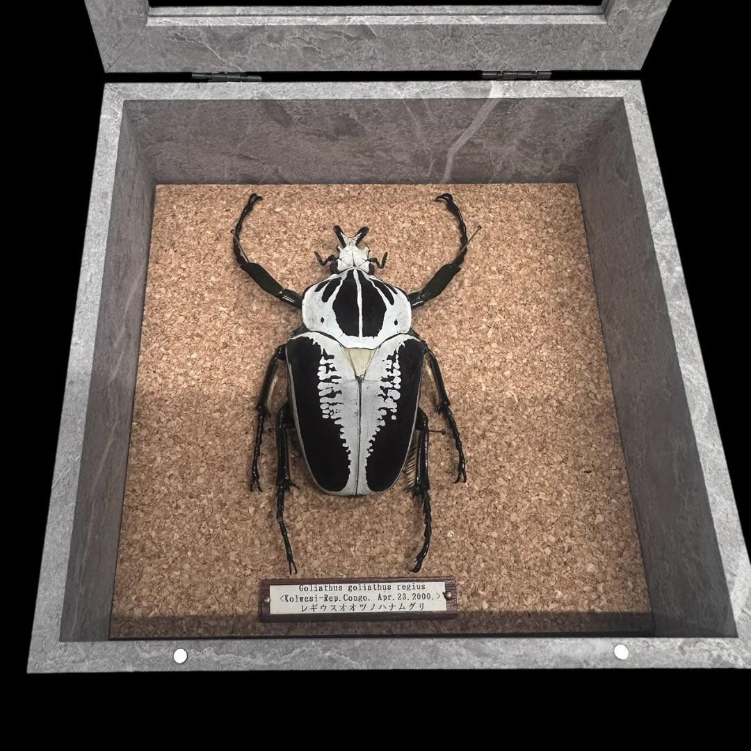 桐箱入り　ゴライアス　レギウス オオツノハナムグリ　 雄　オス　標本　　コンゴ産