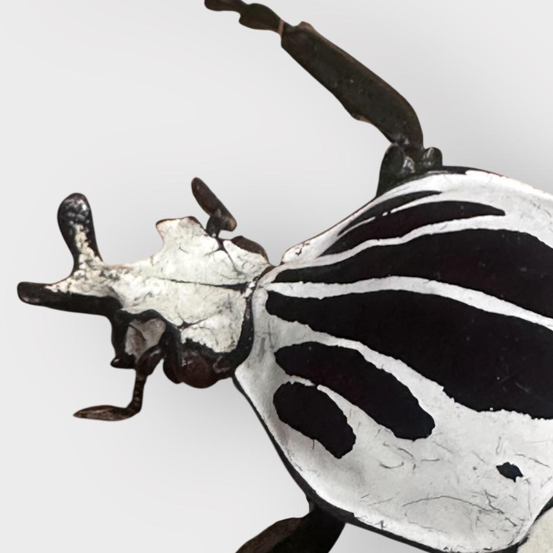 桐箱入り　ゴライアス　レギウス オオツノハナムグリ　 雄　オス　標本　　コンゴ産