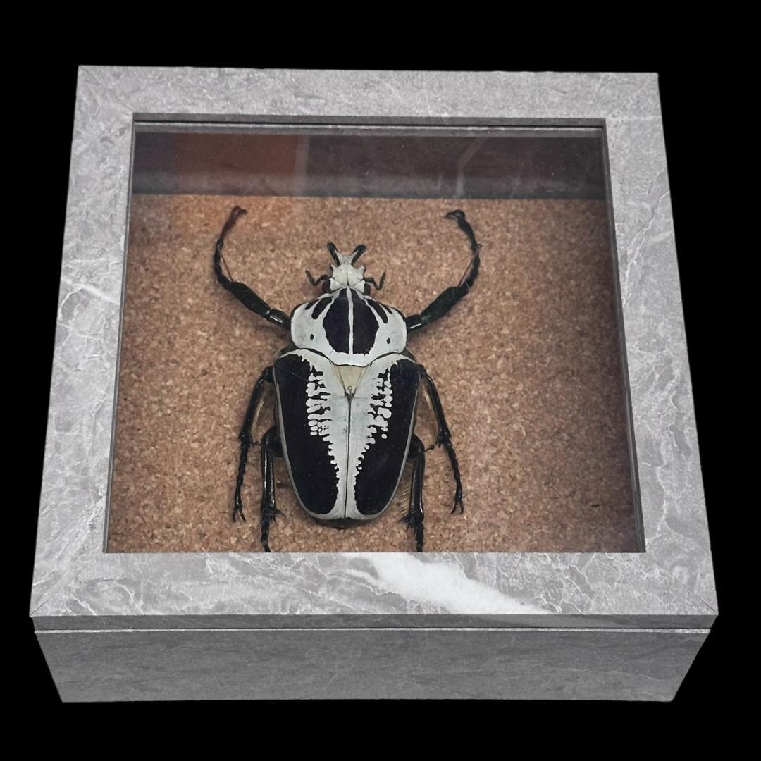 桐箱入り　ゴライアス　レギウス オオツノハナムグリ　 雄　オス　標本　　コンゴ産