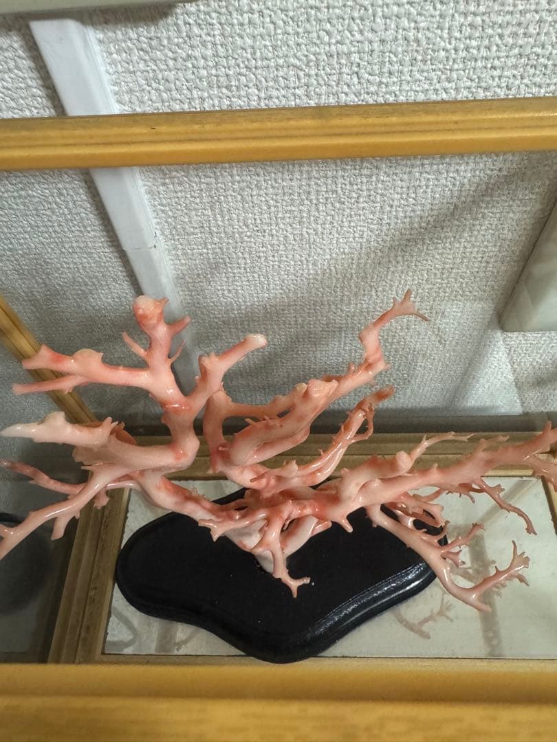 珊瑚　置物