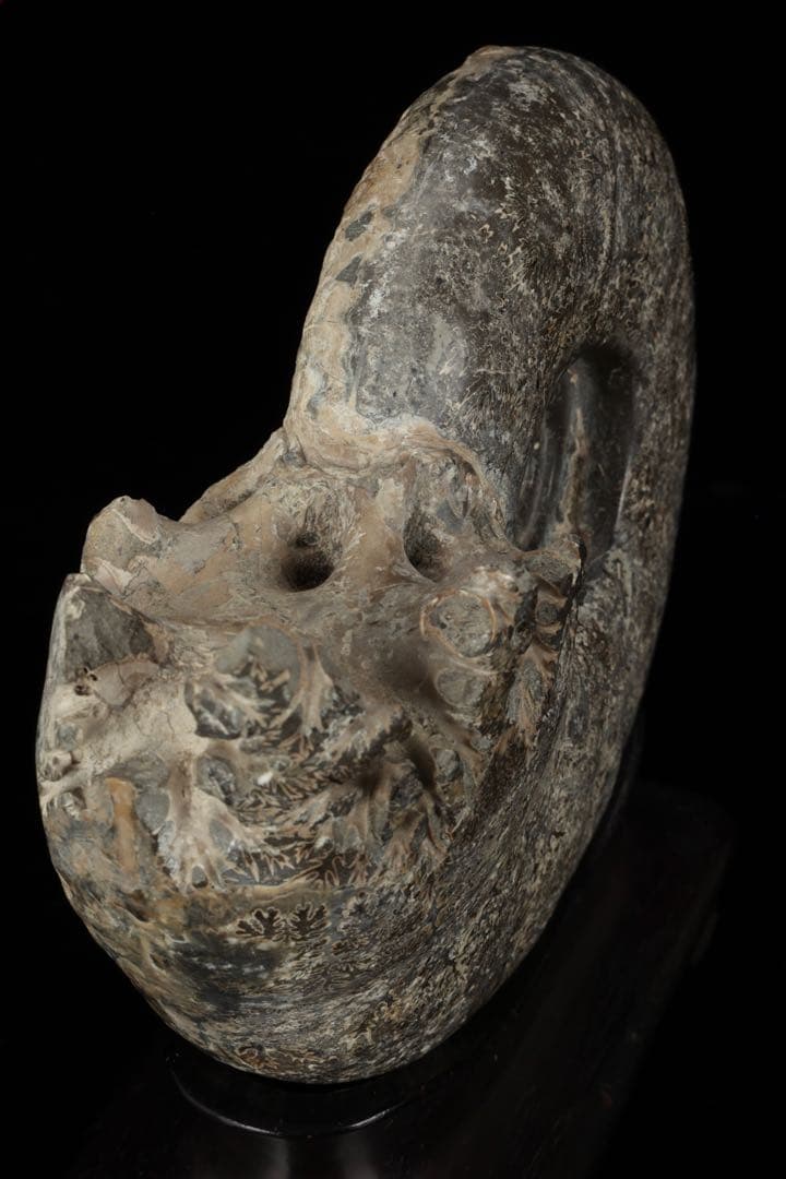 天然アンモナイト化石 重量3.2kg 台座付 古生物標本 鑑賞石 古美術 骨董品