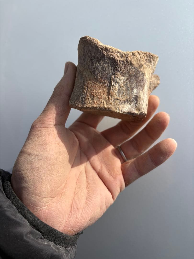 モロッコのプレシオサウルスの脊椎　化石　恐竜