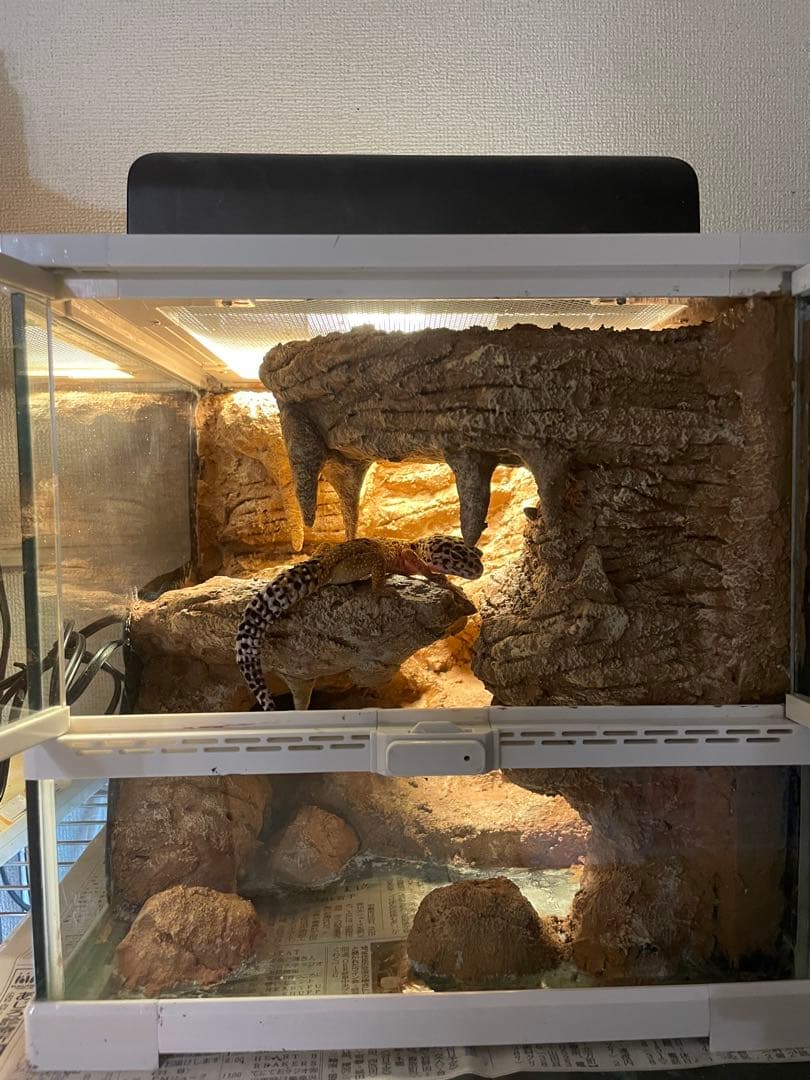 爬虫類レイアウト用品　爬虫類ケージ　ジオスペース