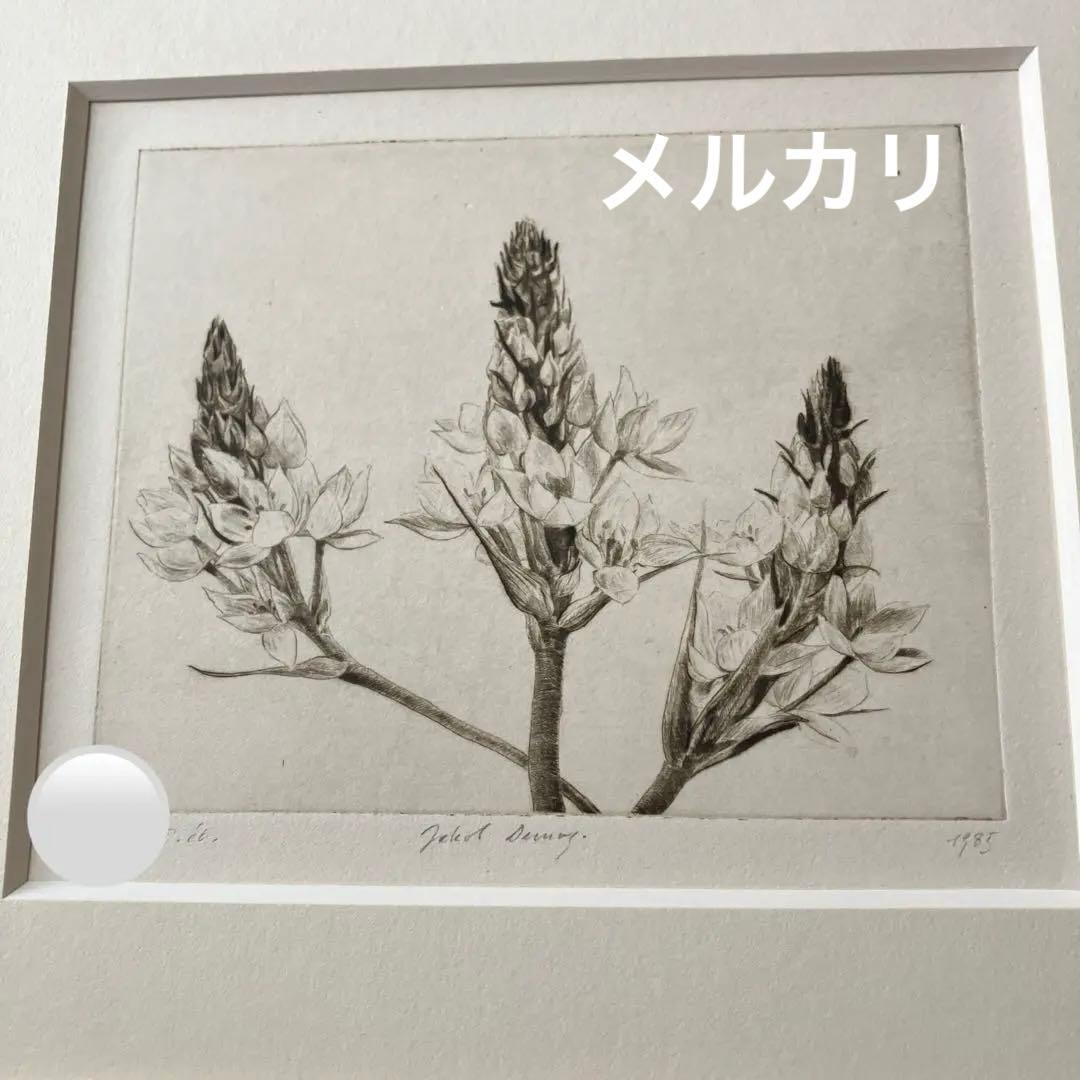 Jakob Demus ダイヤモンドドライポイント技法エッチング　ボタニカル画