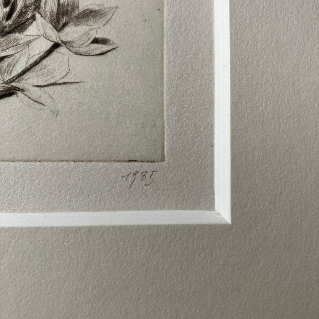 Jakob Demus ダイヤモンドドライポイント技法エッチング　ボタニカル画