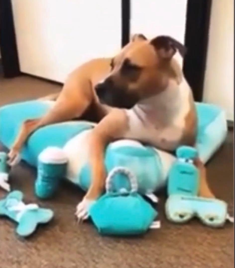 Dog Diggin Designs Sniffany Bed パロディベッド