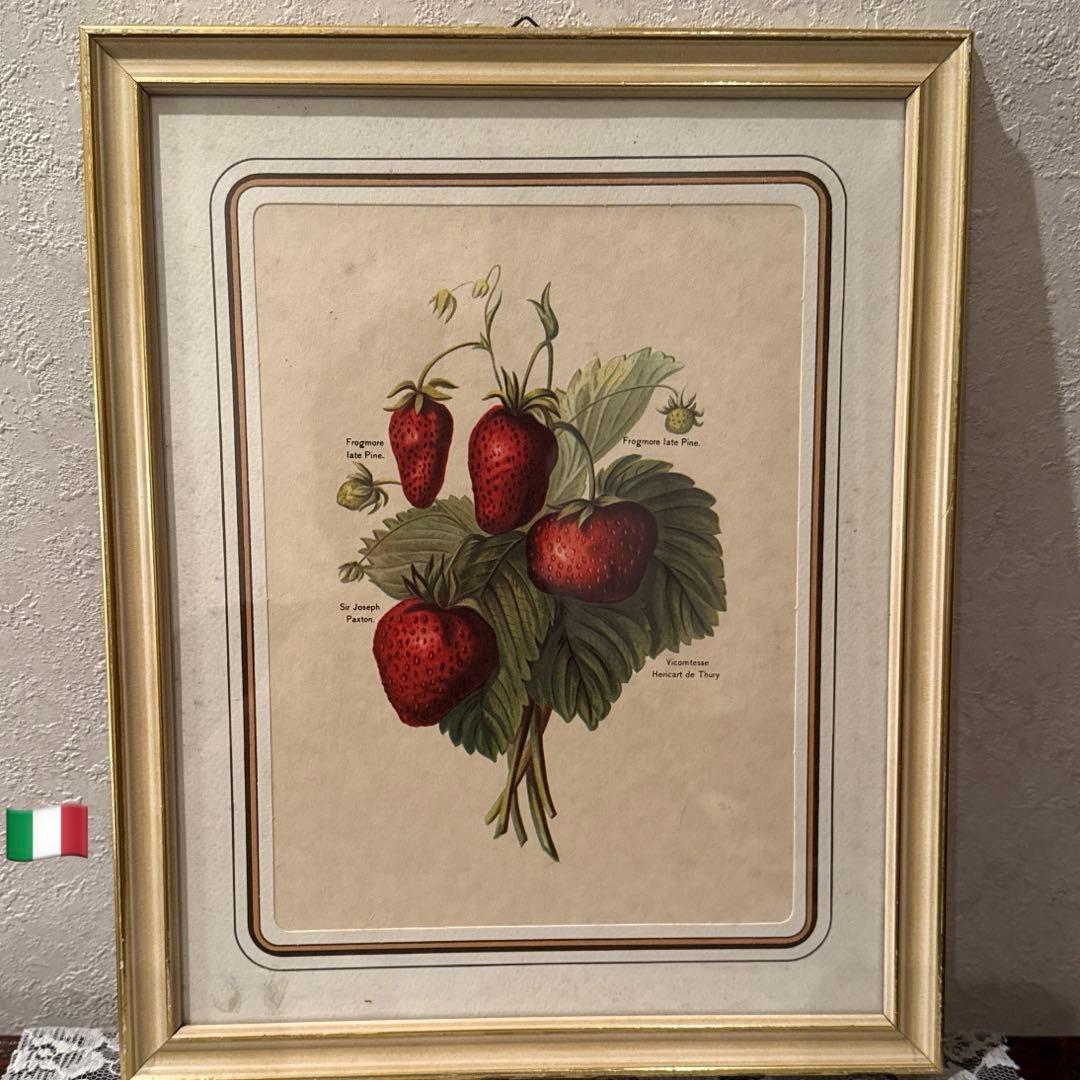 イタリア製アンティークボタニカル額絵