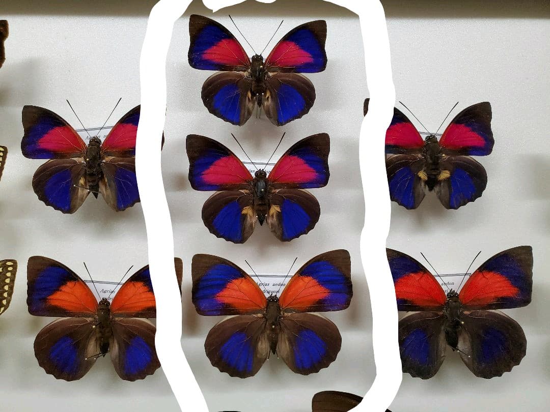 コレクションシリーズ、アグリアス、アエドン、ロドリゲッティー