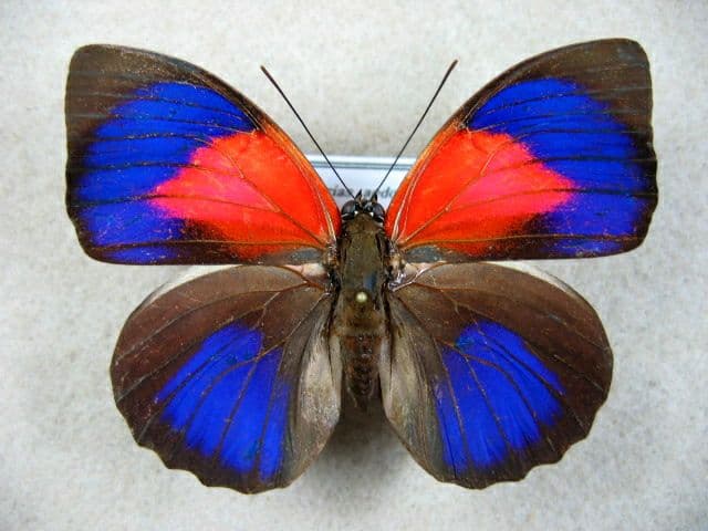 コレクションシリーズ、アグリアス、アエドン、ロドリゲッティー