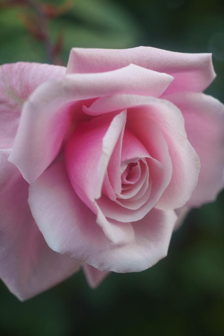 希少！全周ニッケル Elmar 50mm F3.5 オールドレンズ