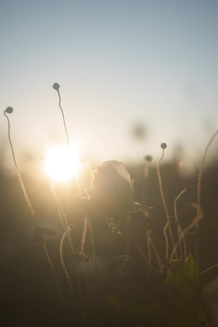 希少！全周ニッケル Elmar 50mm F3.5 オールドレンズ