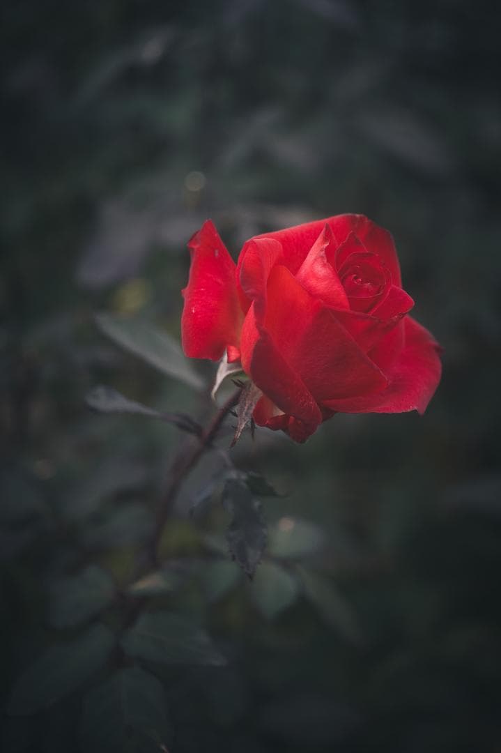 希少！全周ニッケル Elmar 50mm F3.5 オールドレンズ