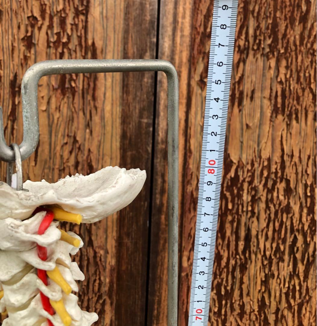 3B 脊椎模型 人体模型 スタンド付 骨格標本　骨盤　ドイツ製