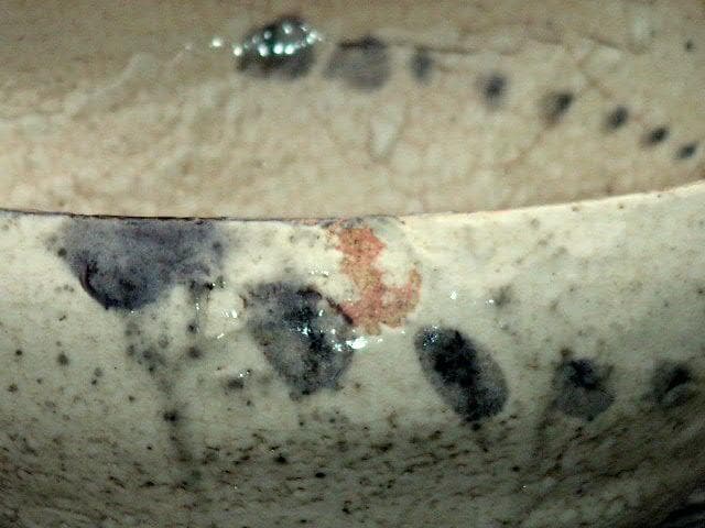 ♥絵志野　鉢　木箱付き　志野　建水　骨董品