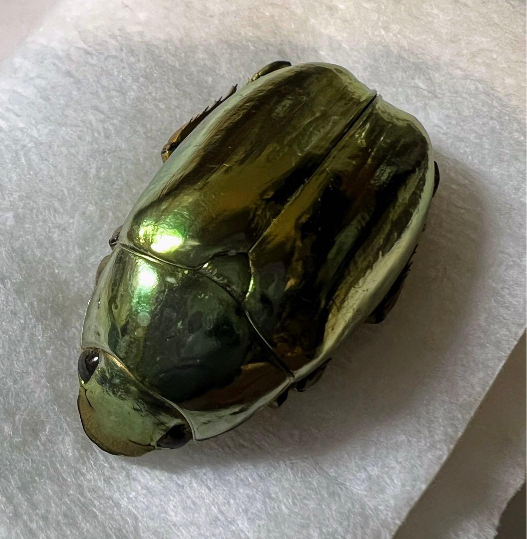 プラチナコガネ　バッテシー