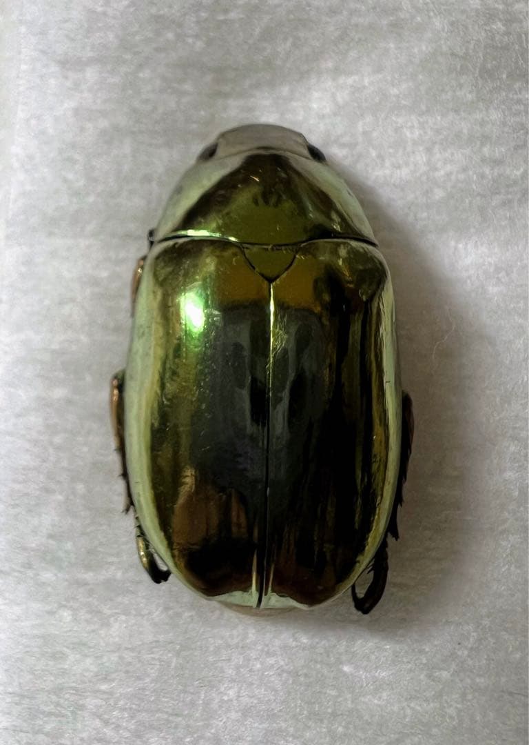 プラチナコガネ　バッテシー