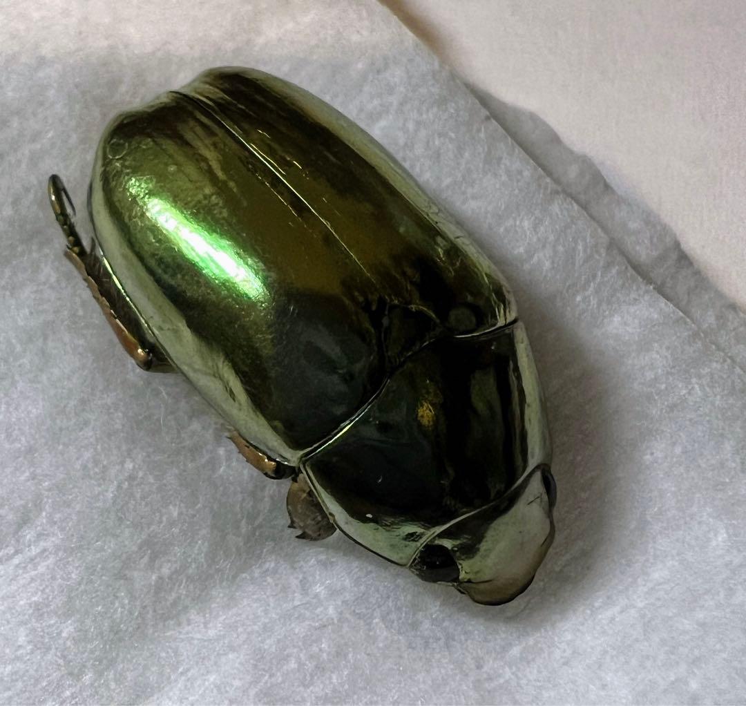 プラチナコガネ　バッテシー