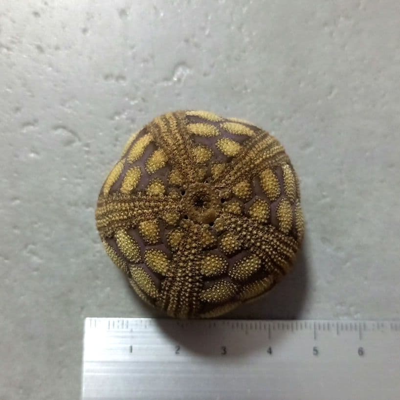 Microcyphus rousseaui　ウニ殻　完品