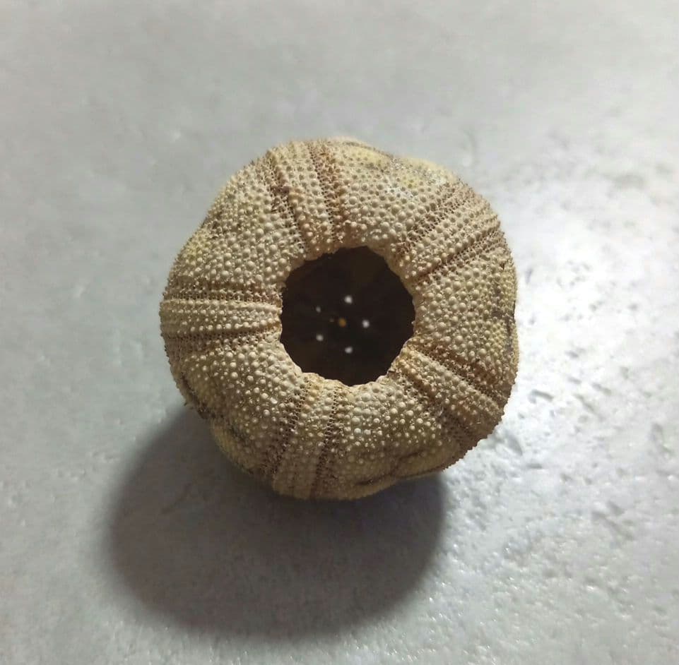 Microcyphus rousseaui　ウニ殻　完品