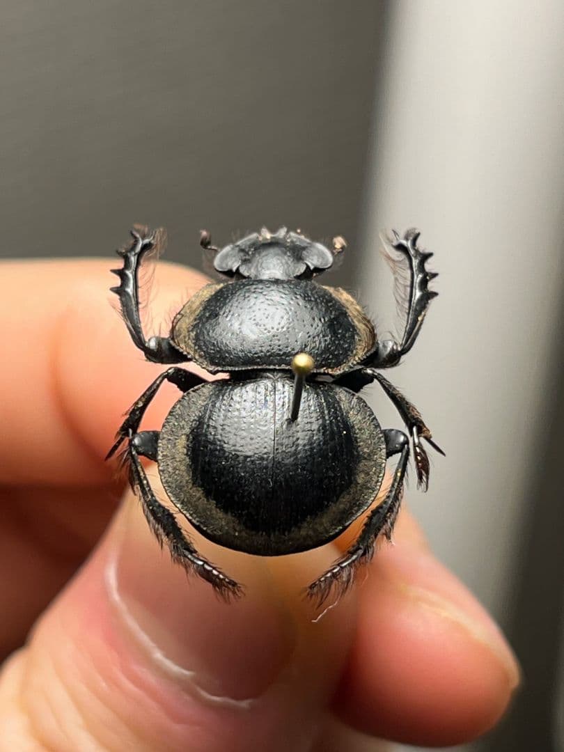 【20mm】Pachysoma striatum パキソマ フンチュウ 標本