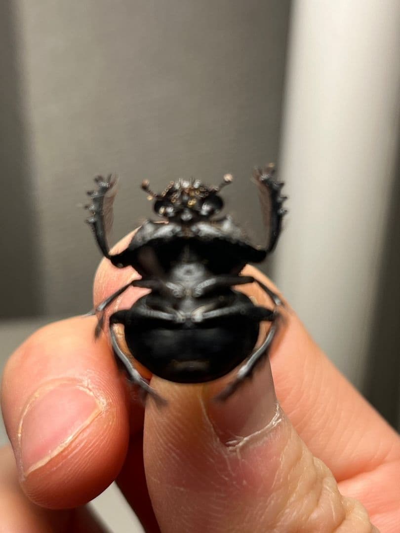 【20mm】Pachysoma striatum パキソマ フンチュウ 標本