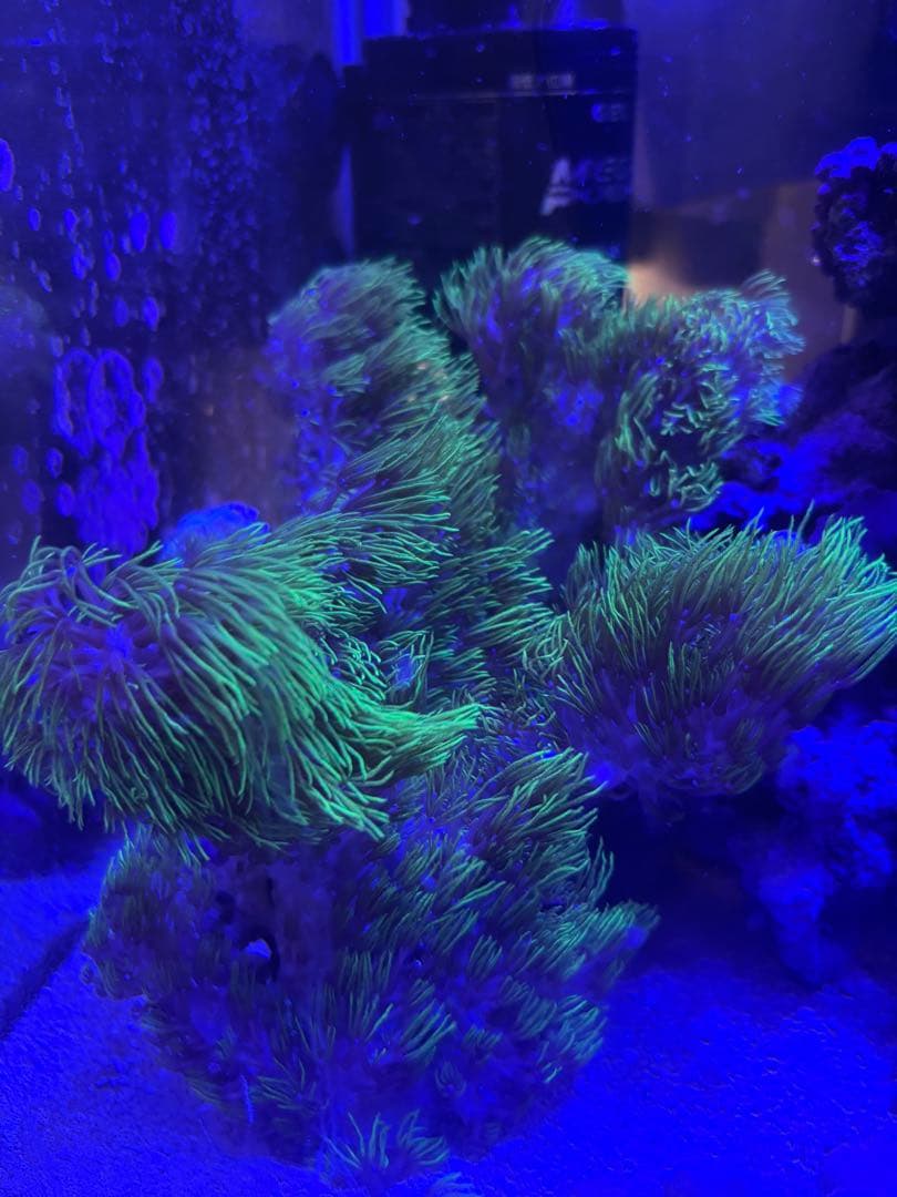 スターポリプ ロング