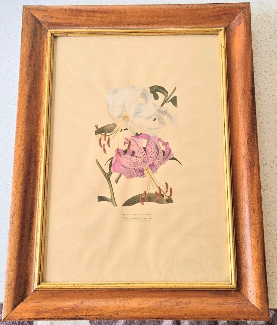 ユリの水彩画 1864年制作