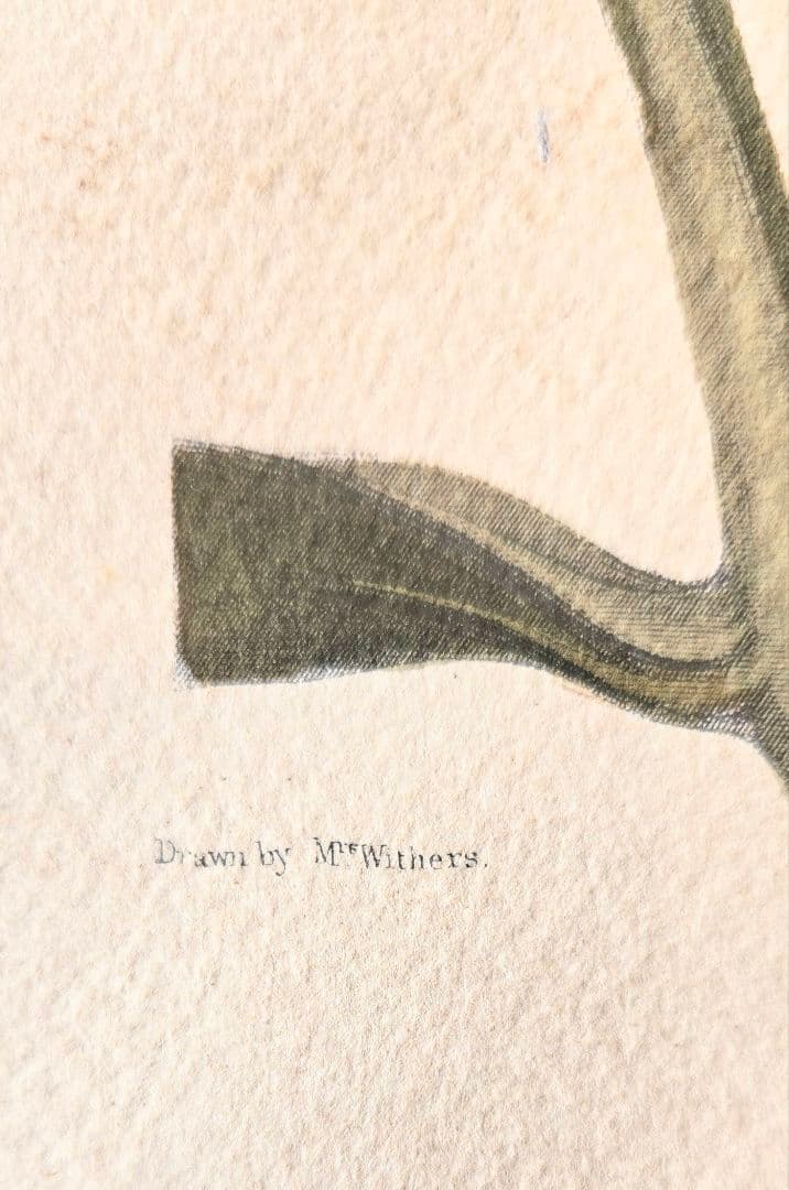 ユリの水彩画 1864年制作